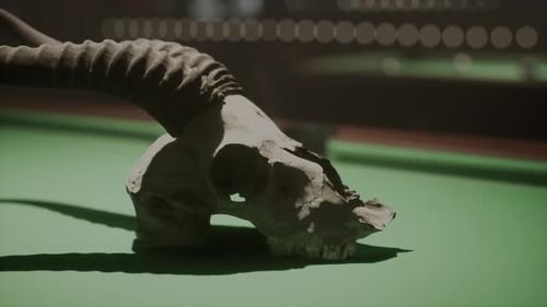 Un gros plan d'un crâne d'animal sur une surface verte