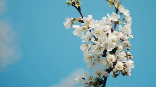 Cherry flower blossom branch and bee collects nectar against gentle light blue sky background