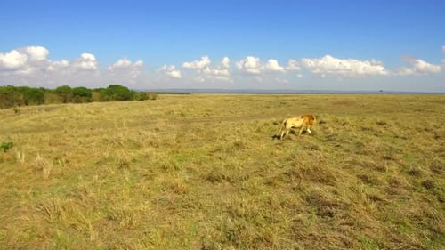 Young lion hunting on the savannah of maasai mara national reserve africa