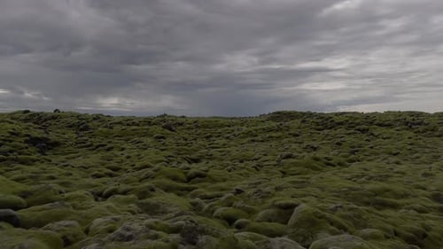 Mystic Mossy Landscape of Iceland