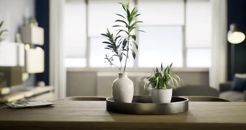 Modern Indoor Plants on Dining Table in Bright Room