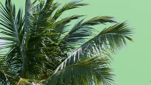 Im Wind wehende Kokosnusspalmenzweige mit hellgrüner Hintergrundfarbe