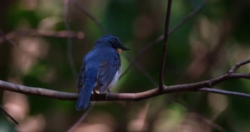 Der indochinesische Blaufliegenfänger Cyornis sumatren blickt von seinem Rücken aus beim Zwitschern nach rechts