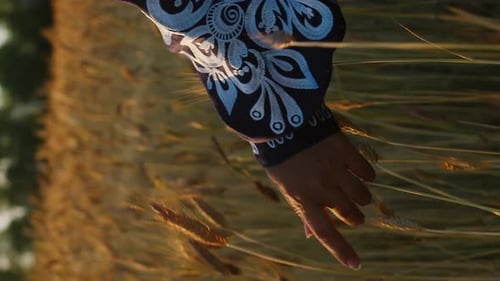 Hand Brushing Wheat in Golden Field