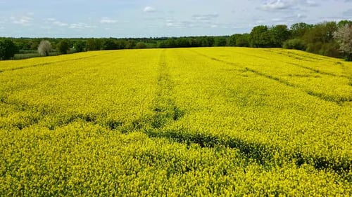 Yellow flowers in rapeseed fields. Aerial forward at low altitude