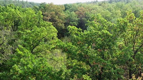 Green forest. Nature landscape in summer. Small lawn inside the forest.