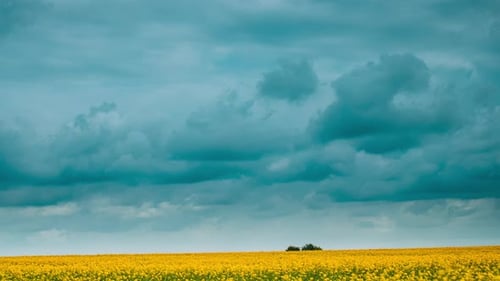 Yellow Field Beneath a Dramatic Cloudy Sky