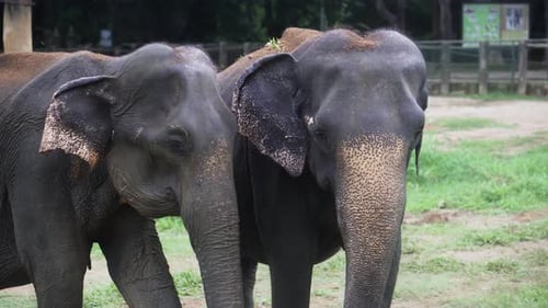Wilde Elefanten in Sri Lanka im Pinnewela Elephant Waisenhaus