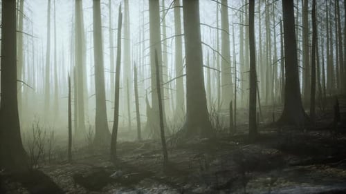 Verbrannte Bäume nach einem Lauffeuer mit Umweltverschmutzung und viel Rauch