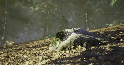 Detailed View of a Moss Covered Rock in a Serene Forest During Morning Light