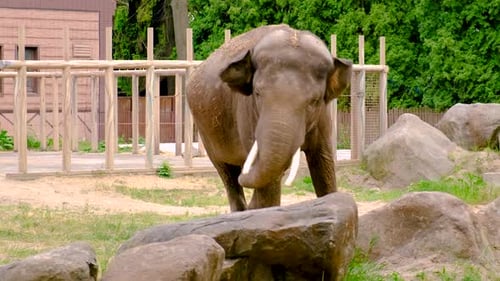 Elephant in the Zoo Selective Focus