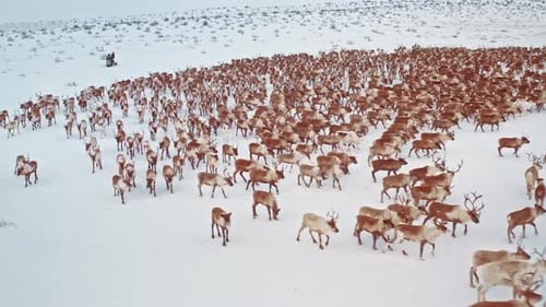 Aerial View Snow Covered Mountains And Wild Herds