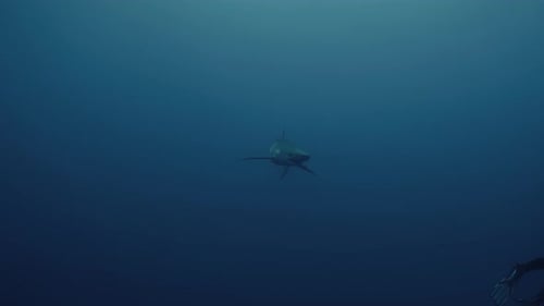 Lone Shark Swimming Underwater in Vast Blue Ocean
