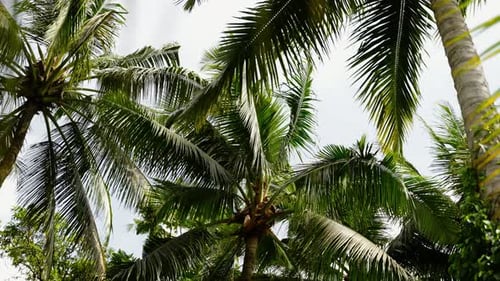 Palm Trees in Tropical Jungle Forest in a Sunny Day