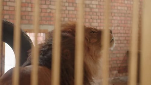 Lion dans un enclos Animal sauvage derrière des barres métalliques et des pneus Lion captif avec une crinière ébouriffée à l'intérieur