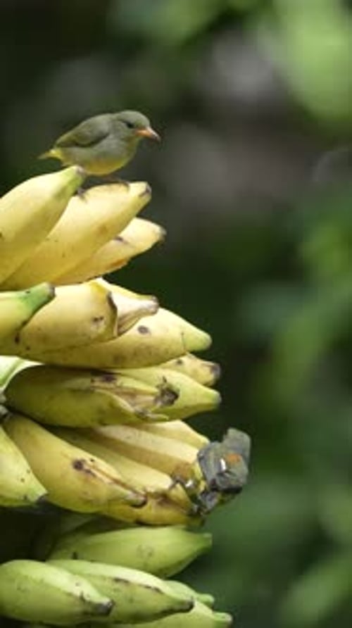 Birds Eating Bananas in a Tropical Setting