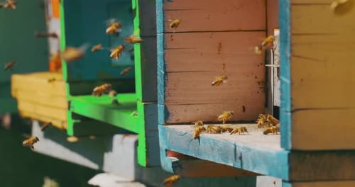 Slow motion close up of homegrown bees making honeycombs for procreation and honey extraction in a