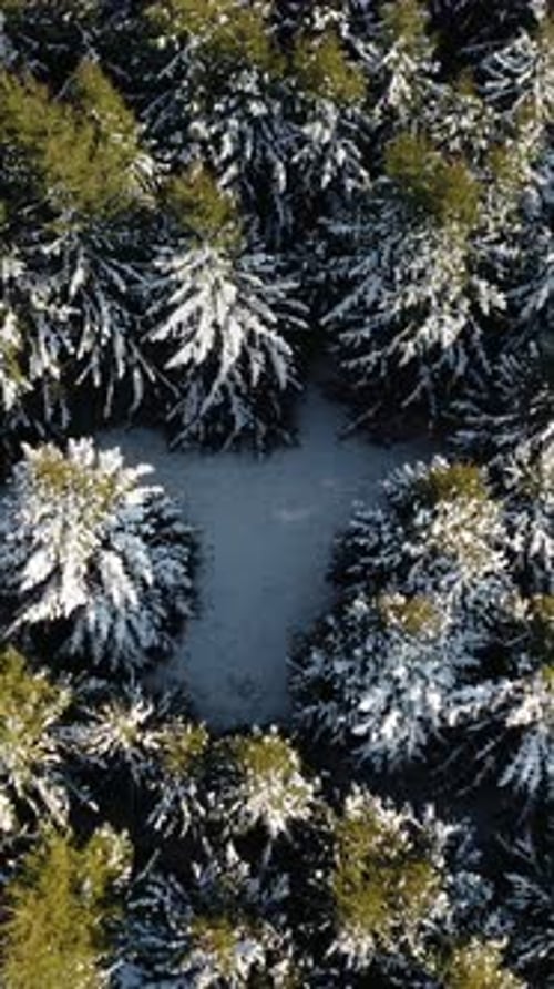 Vertical winter aerial view with snow covered forest of evergreen trees. Dense pine tree forest from