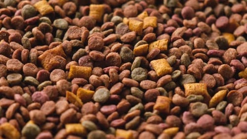 Dry brown and orange dog food, close-up