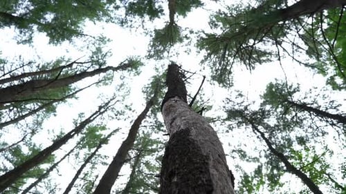 Statique regardant vers le haut les grands troncs d'arbres nus qui s'étendent sur le ciel blanc éclatant.