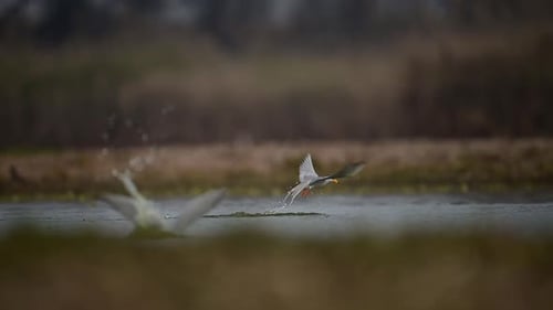 The River terns Hunting Fish in River side