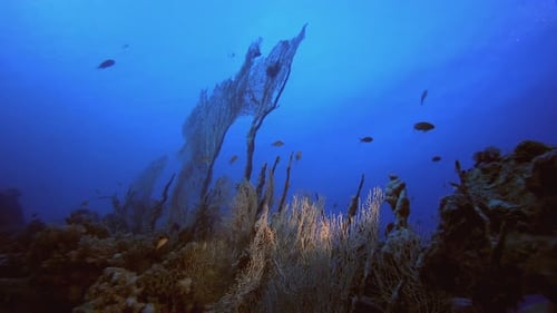 Coral Garden Soft Corals