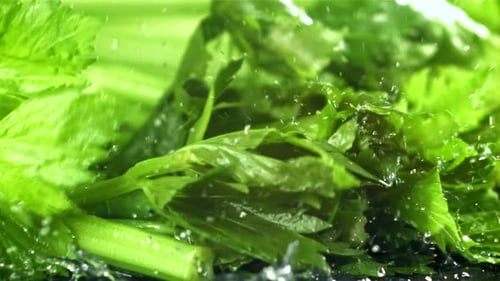 Fresh Celery Dropped into Clean Water