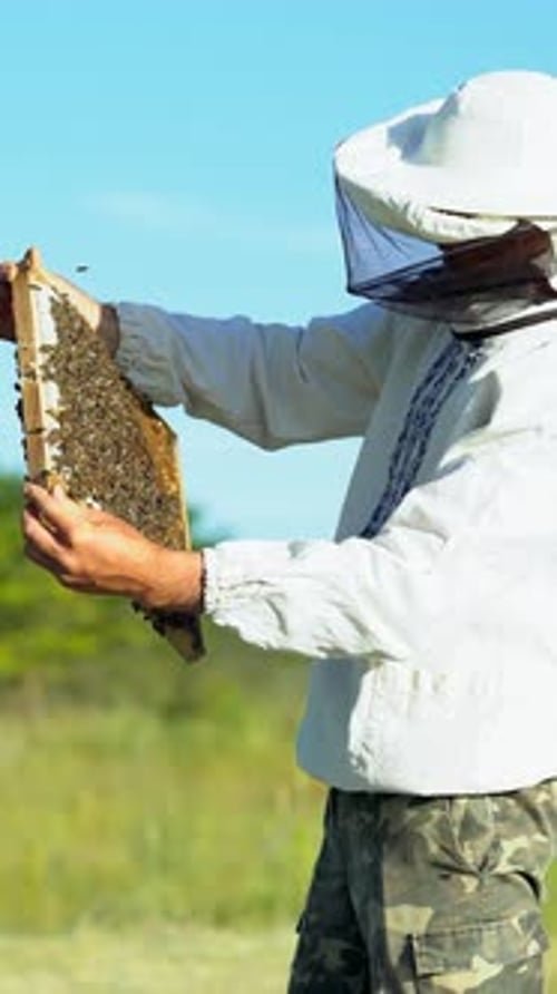 Beekeeper Inspecting Honeycomb Frame with Bees