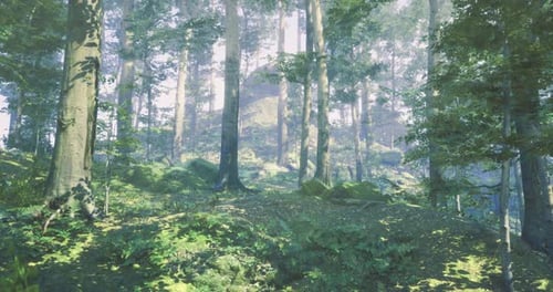 Sunlight Filters Through Dense Trees in a Peaceful Forest Clearing