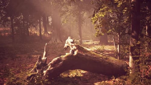 Rays of Bursting Sunlight in a Misty Forest