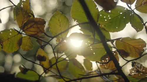 Sunlight Through Autumn Leaves in Forest