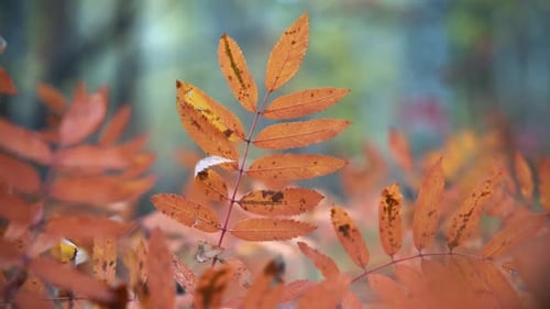 Autumn Forest Beauty