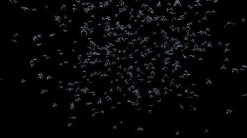 Realistic Swarm of Flying Bats Animation