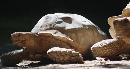Câmera lenta das tartarugas gigantes das Seychelles em um parque mantido em seu habitat natural.