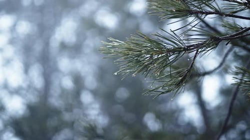 Close-up of pine branches with raindrops in a misty forest creating a tranquil and serene scene