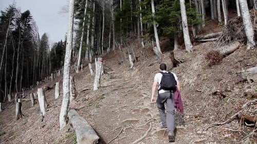 Caminhada a pé em Interlaken, Bernese, Suíça, alpes, bosques