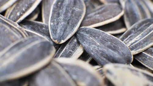 Close Up of Sunflower Seeds