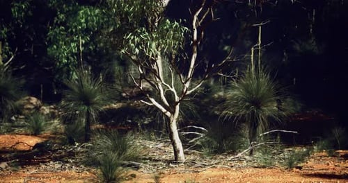 Australian Bushland Forest Landscape Pan