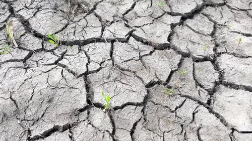 Cracked Earth with New Plant Growth Showing Resilience