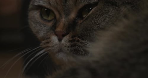 a calm cat filmed