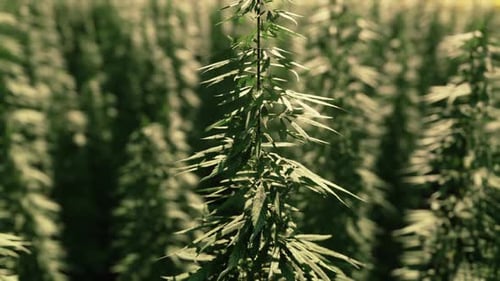 Field of Industrial Hemp Cannabis in the Evening Sun