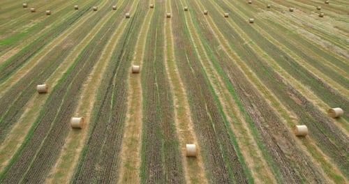 Straw Bales in Rolls on an Agricultural Field