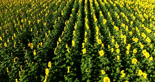 Sunflowers Field on Sunset