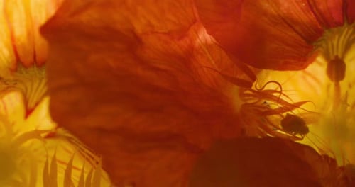 Extreme close up of Nasturtium flowers
