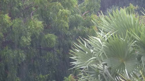Tropical Rainstorm in the Jungle Against the Backdrop of a Green Forest with a Palm Tree