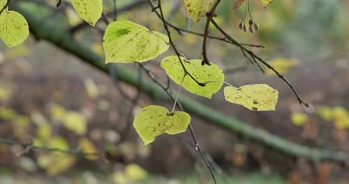 Yellowed Autumn Leaves on a Tree Branch in a Park or Forest on an Autumn Day