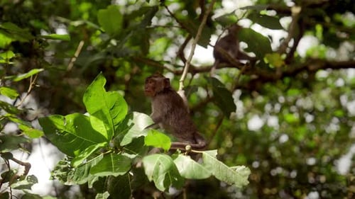 Singe espiègle se balançant sur une petite branche d'arbre
