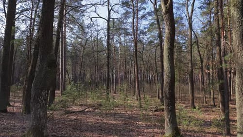 The sun shines through the branches of tall trees, casting dappled light onto the forest floor