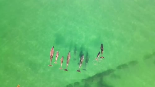 4K Drone Shot Of Dolphins In Coral Reef
