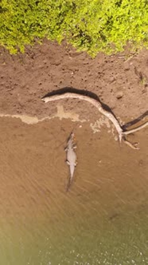 Vue aérienne d'un crocodile au bord d'une rivière dans une végétation luxuriante, Australie.